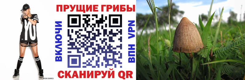 Галлюциногенные грибы прущие грибы Себеж